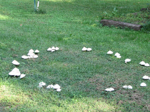 grzyby-na-trawniku