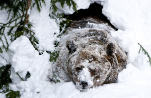 Palle-Jooseppi, a male brown bear of Ranua Zoo, wakes up after winter hibernation in Ranua on February 23, 2012.  AFP PHOTO / LEHTIKUVA / Kaisa Siren *** FINLAND OUT ***